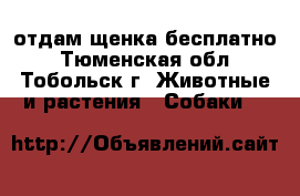 отдам щенка бесплатно - Тюменская обл., Тобольск г. Животные и растения » Собаки   